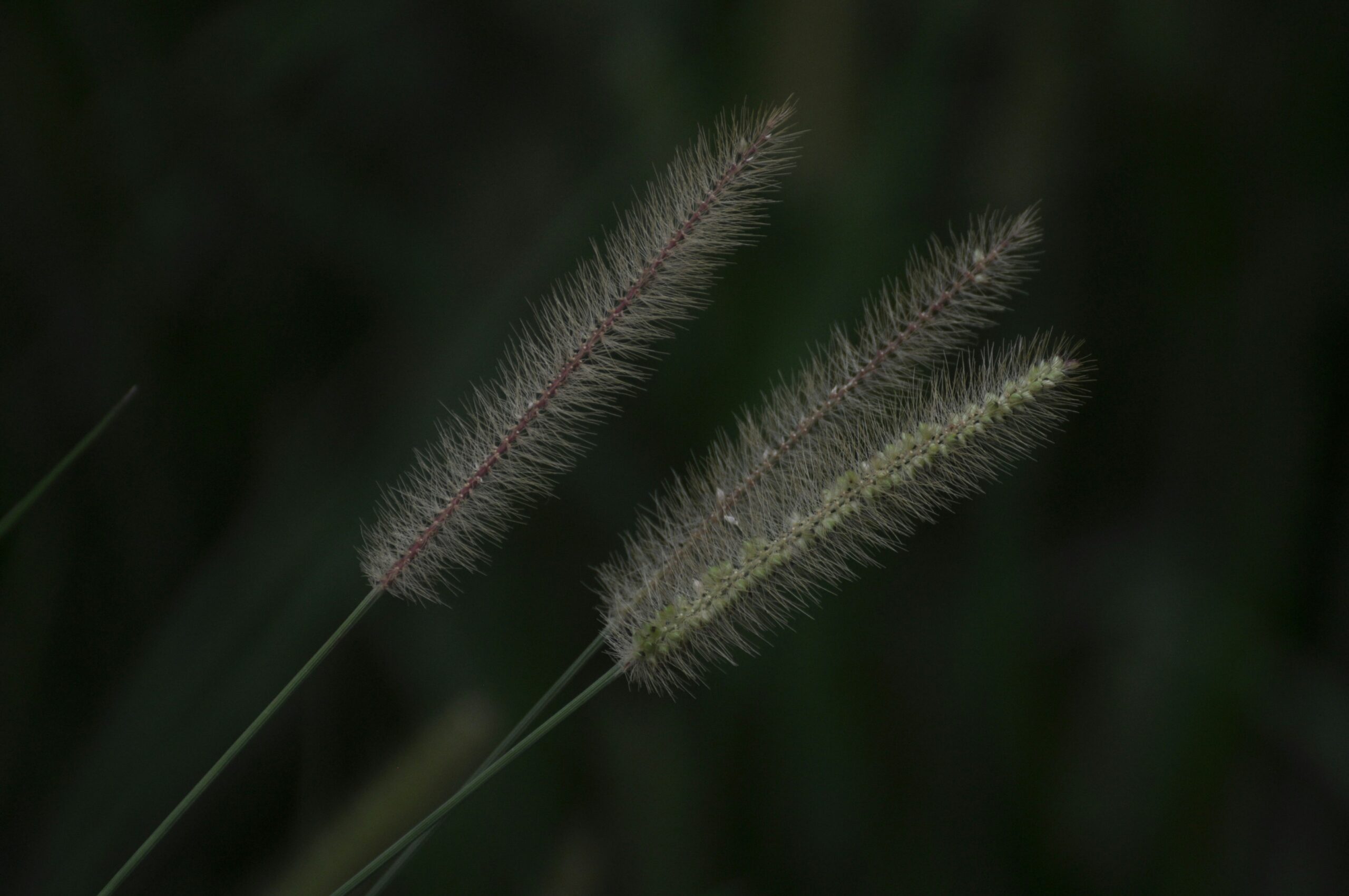 Bio tech-osmar-do-canto-1j4twUFicc8-unsplash
